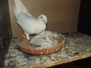 Немецкий выставочный Немецкий выставочный