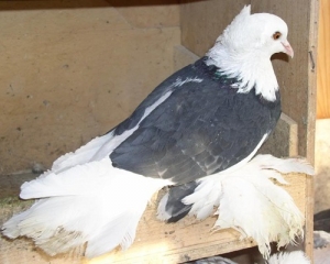 Русский барабанщик Русский барабанщик