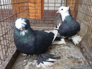 Русский барабанщик Русский барабанщик