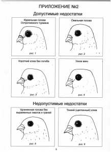 Острогожские турманы Острогожские турманы