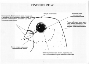 Острогожские турманы Острогожские турманы