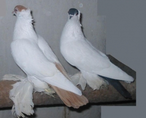 Уральские монахи Уральские монахи