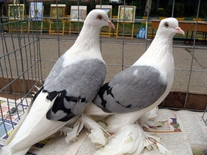 Русские чистые космачи Русские чистые космачи