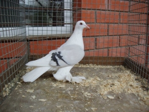 Русские чистые космачи Русские чистые космачи