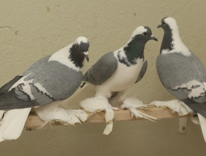 Тульcкий чeгрaш Тульcкий чeгрaш
