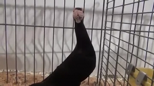 Английский Карьер Английский Карьер